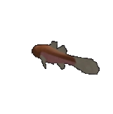 Devil Faced Face Fish